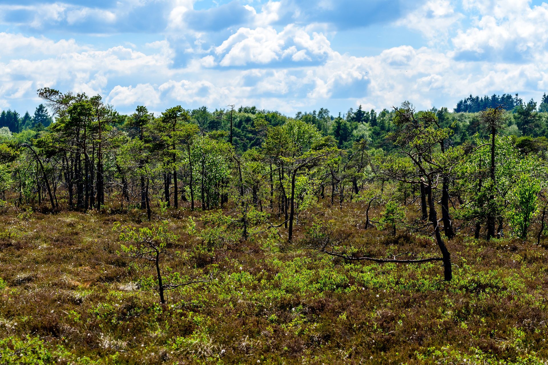 Schwarzes Moor in der Rhön